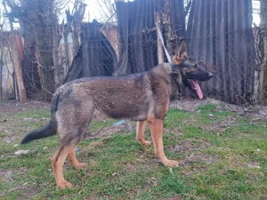 Németjuhász, német juhász - kép 12