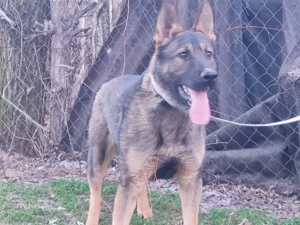 Németjuhász, német juhász - kép 10