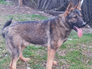 Németjuhász, német juhász - kép 4