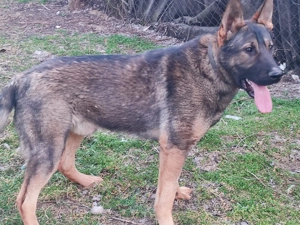 Németjuhász, német juhász - kép 5