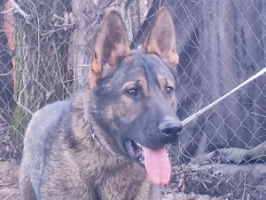 Németjuhász, német juhász - kép 6