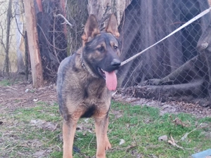 Németjuhász, német juhász - kép 9