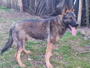 Németjuhász, német juhász - kép 3