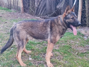 Németjuhász, német juhász - kép 2