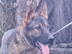 Németjuhász, német juhász - kép 7