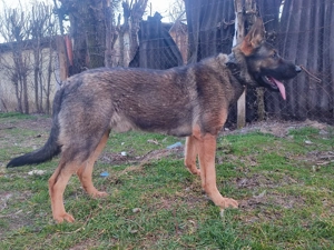 Németjuhász, német juhász - kép 11