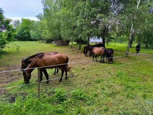 Nagy telek, lakóház és istálló   sokoldalú birtok eladó - kép 12