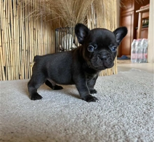 Formás francia bulldog kan kiskutya 