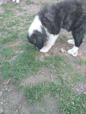 Kaukázusi kölykök eladók