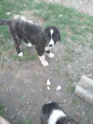 Kaukázusi kölykök eladók - kép 2