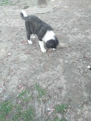 Kaukázusi kölykök eladók - kép 4