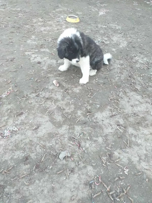 Kaukázusi kölykök eladók - kép 3