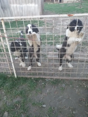 Kaukázusi kölykök eladók - kép 5