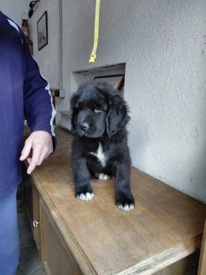 Eladó  ujfundlandi kiskutyák - kép 3