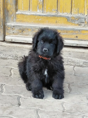 Eladó  ujfundlandi kiskutyák - kép 4