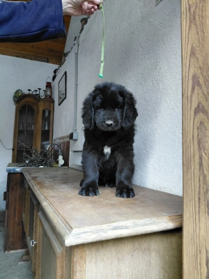 Eladó  ujfundlandi kiskutyák - kép 2