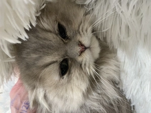 Csincsilla Perzsa cica macska eladó - kép 2