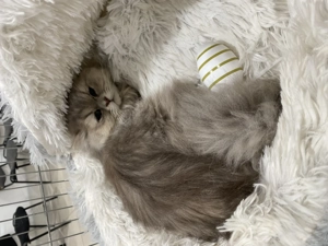 Csincsilla Perzsa cica macska eladó