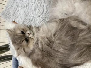 Csincsilla Perzsa cica macska eladó - kép 4