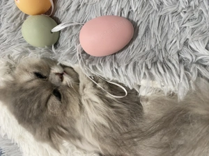 Csincsilla Perzsa cica macska eladó - kép 3