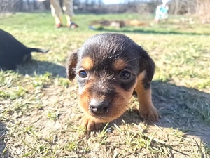 Tacskó Kölyök eladó  - kép 2