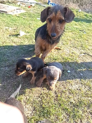 Tacskó Kölyök eladó  - kép 4