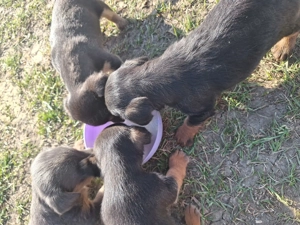 Tacskó Kölyök eladó  - kép 6