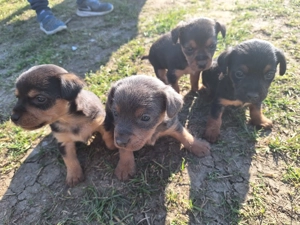 Tacskó Kölyök eladó  - kép 7