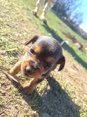 Tacskó Kölyök eladó 