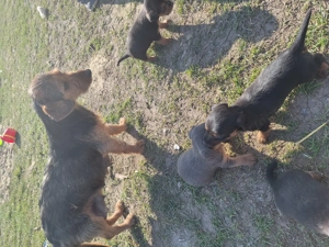 Tacskó Kölyök eladó  - kép 5