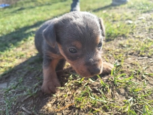 Tacskó Kölyök eladó  - kép 3