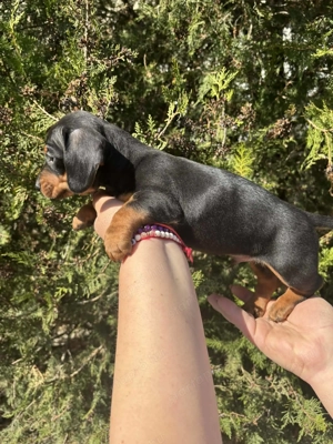 Törpe tacskó más udvarán játszadozna - kép 3