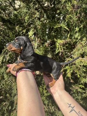 Törpe tacskó más udvarán játszadozna