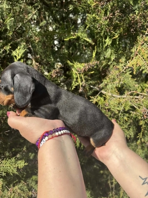 Törpe tacskó más udvarán játszadozna - kép 4
