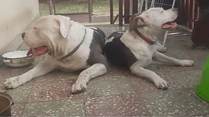 Amstaff kiskutyák eladóak - kép 3