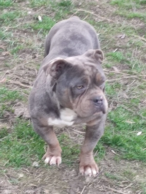 American bully fajtatiszta jellegű 