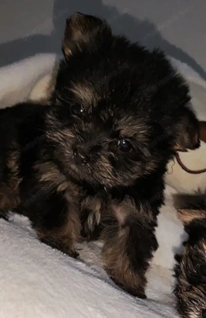 Eladó Yorkshire kiskutya 