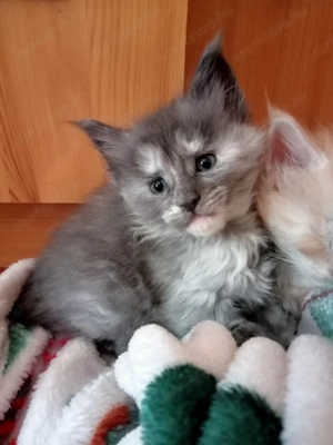 Maine coon cica- Hivatalos tenyészetből 