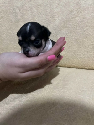 7 hetes fehér-fekete trikolor 2 kicsi kan keresi a gazdit  - kép 3