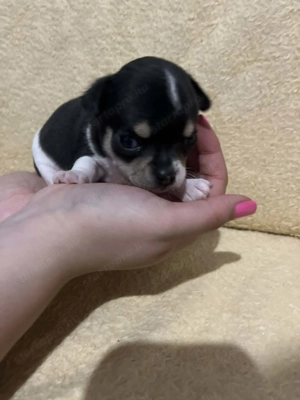 7 hetes fehér-fekete trikolor 2 kicsi kan keresi a gazdit  - kép 5