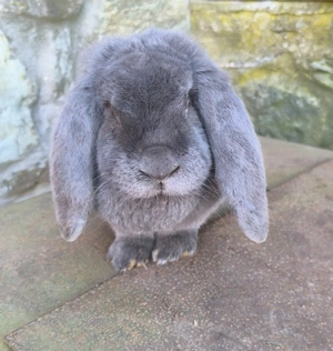 Óriás kosorrú nyulak  - kép 4