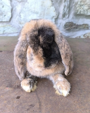 Óriás kosorrú nyulak  - kép 2