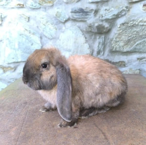 Óriás kosorrú nyulak  - kép 5