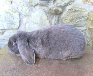 Óriás kosorrú nyulak  - kép 3