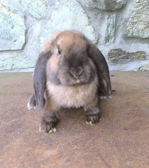 Óriás kosorrú nyulak  - kép 6