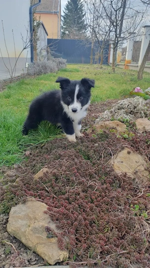 Border collie jellegű kiskutya eladó - kép 3