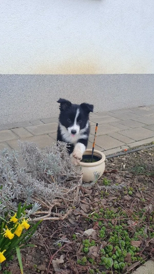 Border collie jellegű kiskutya eladó - kép 2