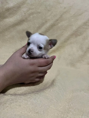 Mini tricolor kan csivava 7hetes szobatiszta!!! - kép 2