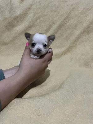 Mini tricolor kan csivava 7hetes szobatiszta!!!