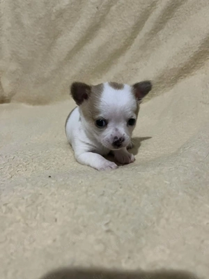 Mini tricolor kan csivava 7hetes szobatiszta!!! - kép 3